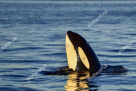 Orca Killer Whale Orcinus Orca Spyhopping Editorial Stock Photo Stock