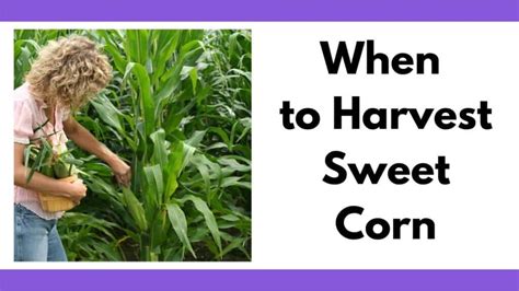 When To Pick Sweet Corn How To Harvest Corn On The Cob For The Best