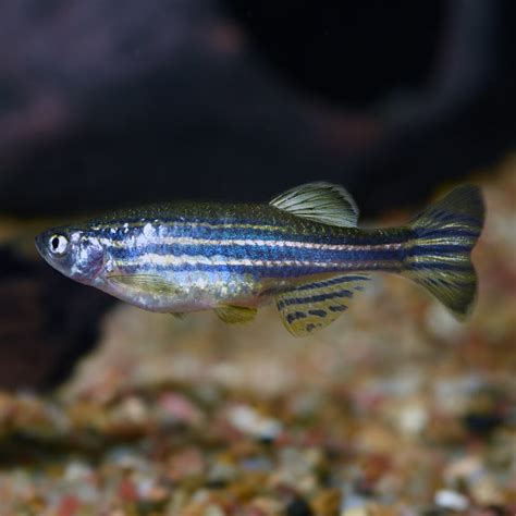 Zebra Danio Group Tropical Fish For Freshwater Aquariums