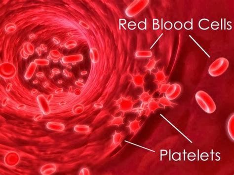 How To Increase Platelet Count Naturally Clamor World
