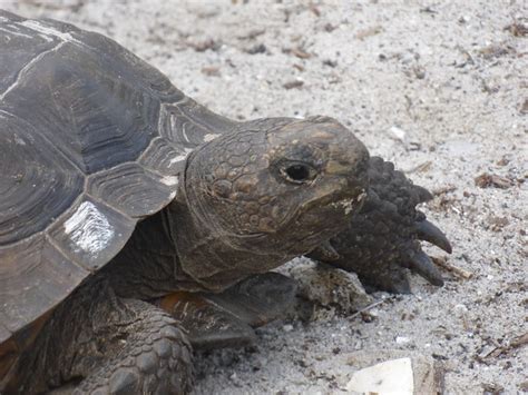Wild Florida The Gopher Tortoise
