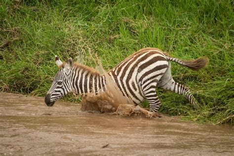 Baby Plains Zebra Follows Mother Behind Bushes Stock Image Image Of