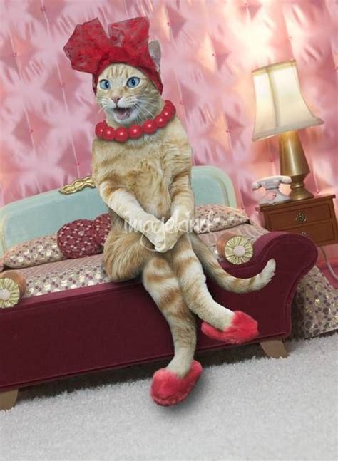 Sexy Cat By John Lund Funny Animal Pictures Cute Funny Animals