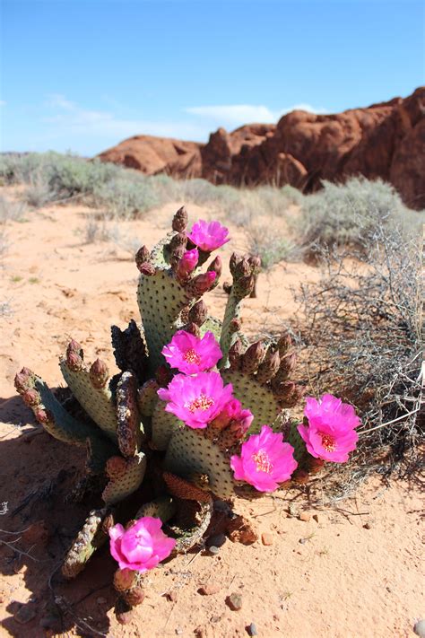 Desert Cactus Valley Of Fire Nevada Hiking Desert Flowers