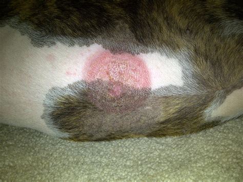 Ultimate Guide To Dog Skin Conditions And Diseases Dogopedia