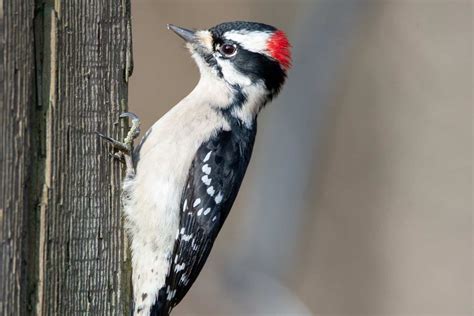 7 Most Stunning Woodpeckers In Indiana To Look For Wild