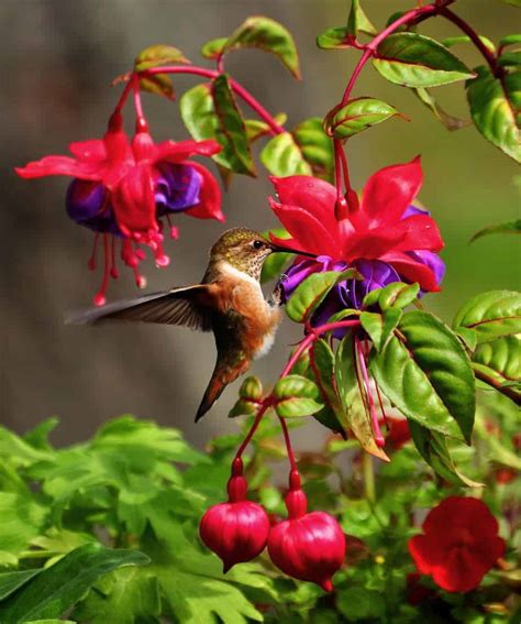 Hummingbird Garden What To Plant To Attract Hummingbirds To Your Yard