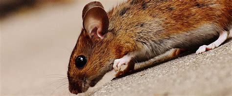 Get started with roberts termite & pest control, inc. Rodent Control, Exterminator | Sanford, FL | Gager Pest ...