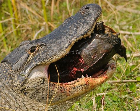 American Alligator Eating Turtle American Alligator Eating Flickr