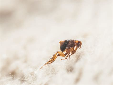 Can Professional Carpet Cleaning Kill Fleas Northwest Commercial And
