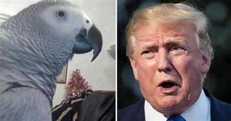 Politics Loving Parrot Brands Trump A Wr When He Sees Pres On Telly Daily Star