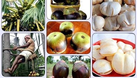 Toddy Palm Fruit In The Usa Toddy Palm Seeds In The Usa In 2020