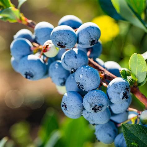 Blueberry Powder Blue 200mm Garden Feast