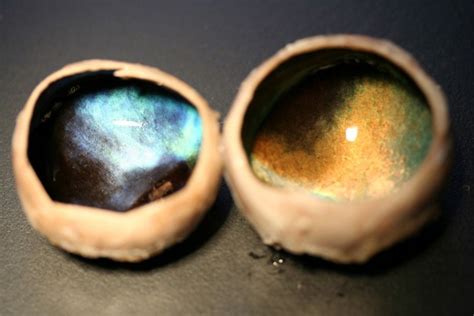 Two Dissected Reindeer Eyes Showing The Tapetum Lucidum The Left One