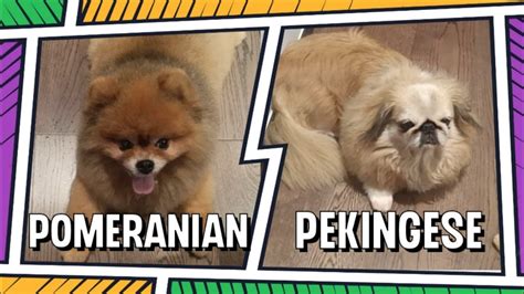 Pomeranian Pekingese 4K Behave And Quiet Waiting For Thier Food