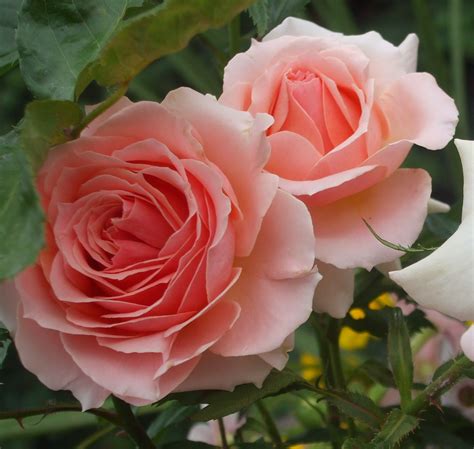 Morden Blush Rose Fleurs Rose Jardins