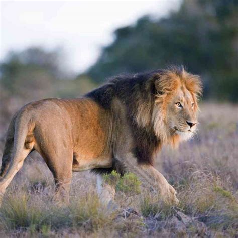 African Animal Facts About Big Five Wildlife