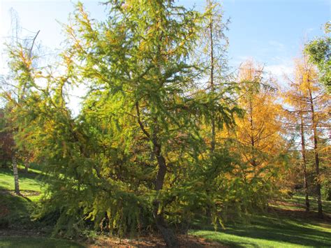 Diane Contorted Japanese Larch Larix Kaempferi Diane Planting