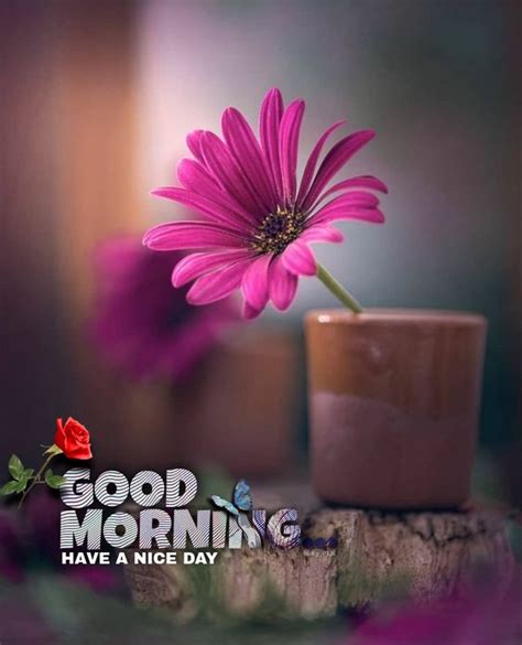 Beautiful Flower Images With Good Morning Messages Best Flower Site