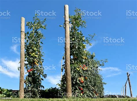 Cherry Tomato Plants Grown Outdoors On Tall Poles Against Blue Sky