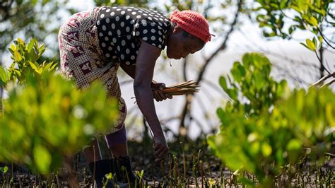Mozambique Reforestation Program Eden Reforestation Projects