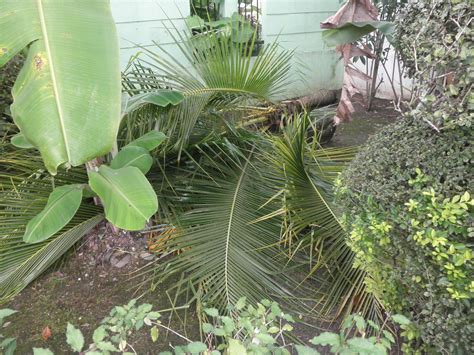 Coconut palm is a symbol of warm, sunny tropics. Malayan Yellow Dwarf Coconut, Toppled Over | This 3 year ...