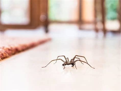 Find Out Why Your Colorado Home May Be A Magnet For Spiders
