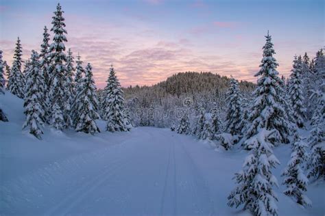 Winter Morning Scene In Norway With Snow Covered Trees Stock Image
