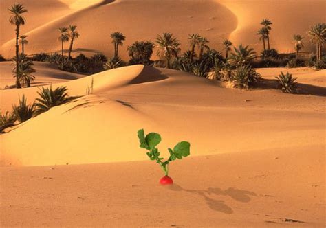 Food deserts can be described as geographic areas where residents' access to affordable, healthy food options (especially fresh fruits and vegetables) is restricted or nonexistent due to the absence of grocery stores within convenient traveling distance. What is a Food Desert? | MountainWise