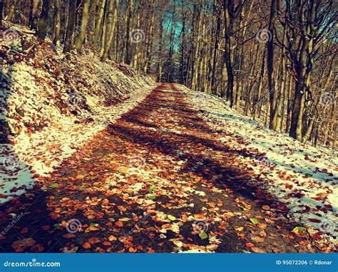 First Snow On Colorful Leaves Autumnal Nature Road In Autumn Wood