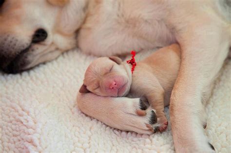 Newborn Puppy With Mother Bored Panda