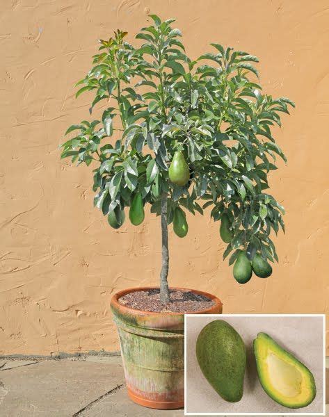 Pots For Planting Avocados In Colorado Avocado Is By Far The