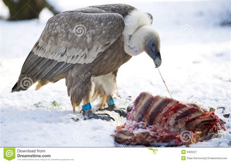Vulture Stock Image Image Of Bold Carcass Vulture Bird