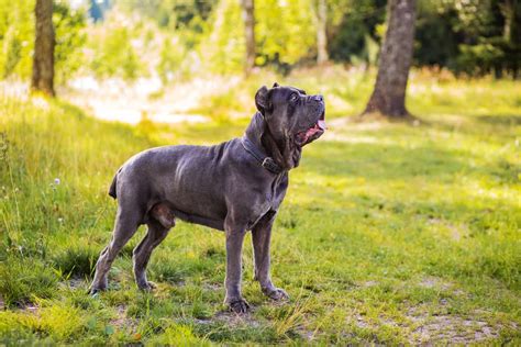 Cane Corso Colors All Colors Explained With Pictures