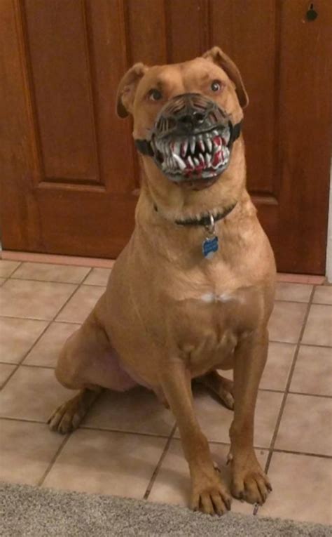 Scary Dog Breeds