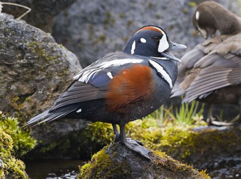 Histrionicus Histrionicus Harlequin Duck Sighted 12282015