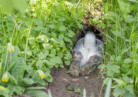 Why Do Rabbits Burrow Four Paw City