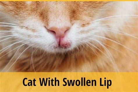 60 Best Pictures Cat Swollen Lip Corner Sore In Corner Of Cats Mouth
