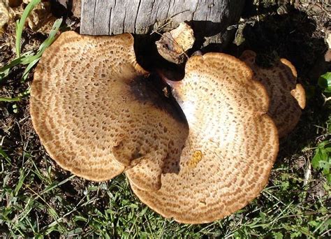 Polyporus Squamosus Midwest American Mycological Information