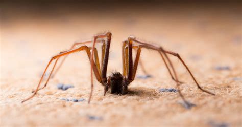 this is how to keep spiders out of your house amid warning sex crazed arachnids are set to