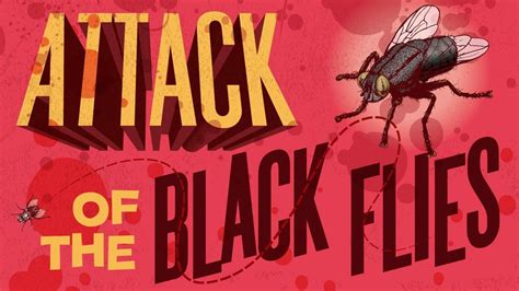 Black Fly Outbreak Across Spokane Brings Itchy Bleeding Misery The