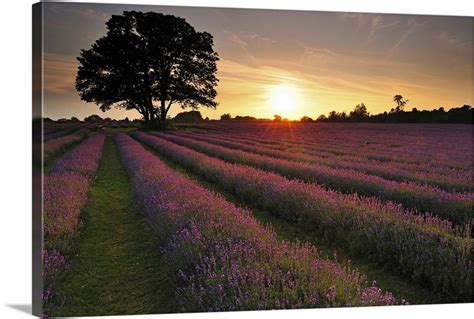 Sunset Over Lavender Field Wall Art Canvas Prints Framed Prints