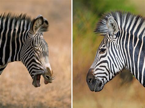 Top 185 Animals That Eat Zebras