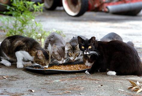 You'll find out how much to feed your cat at different life stages. Tips for handling stray cat feeders in GA