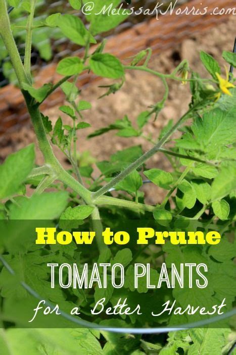 How To Prune Your Tomato Plants For A Better Harvest Tomato Pruning