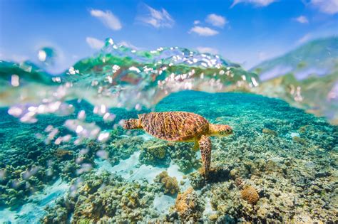 The 13 Best Places To Swim And Dive With Sea Turtles