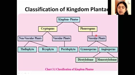 11th Biology Kingdom Plantae Classification Of Plantae 1 Youtube Riset