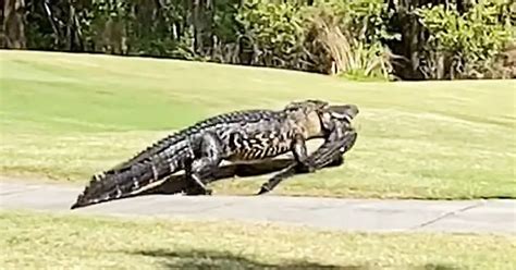 Gigantic 20 Foot Cannibal Alligator Carried Off Love Rival Before