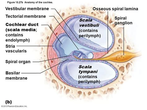 Cochlear Duct Anatomy