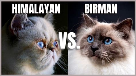 Himalayan Cat Vs Birman Cat Youtube
